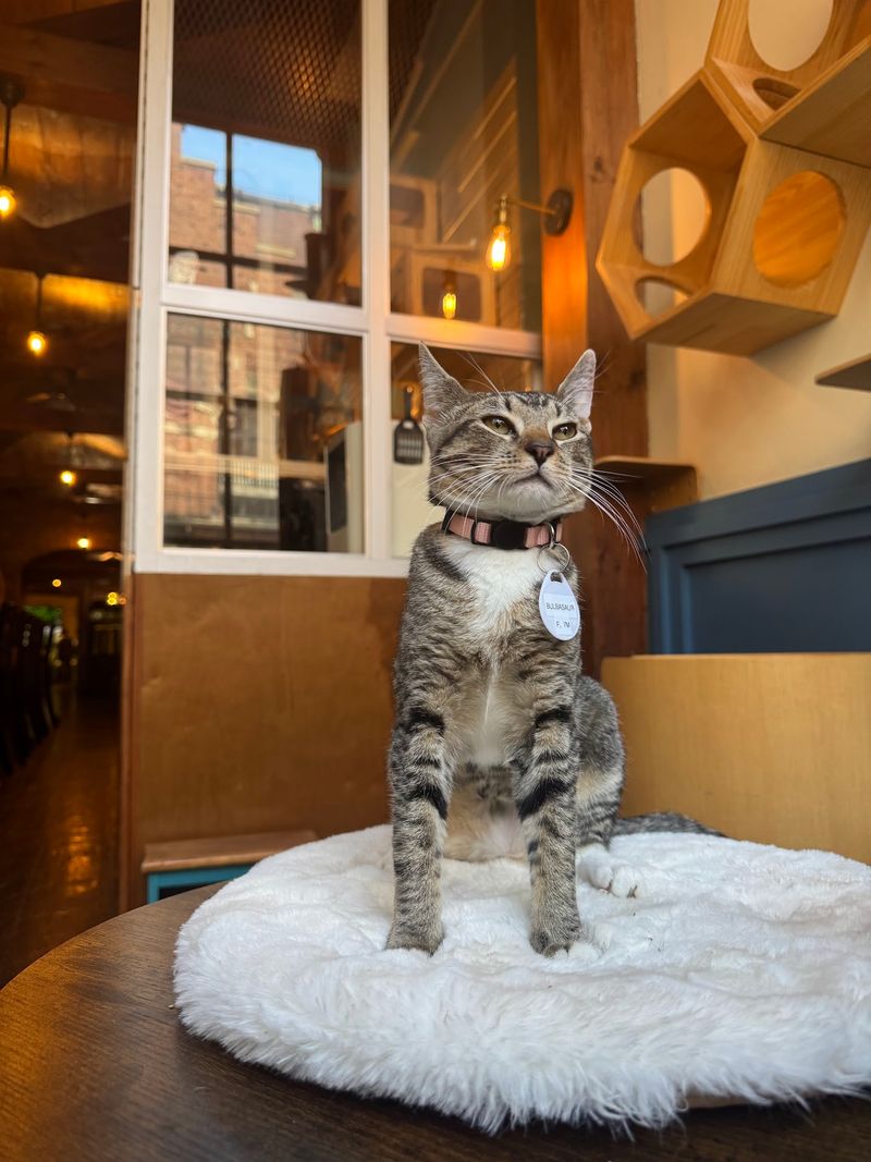 The Brooklyn Cat Cafe, Brooklyn, NY The Brooklyn Cat Cafe, Brooklyn, NY