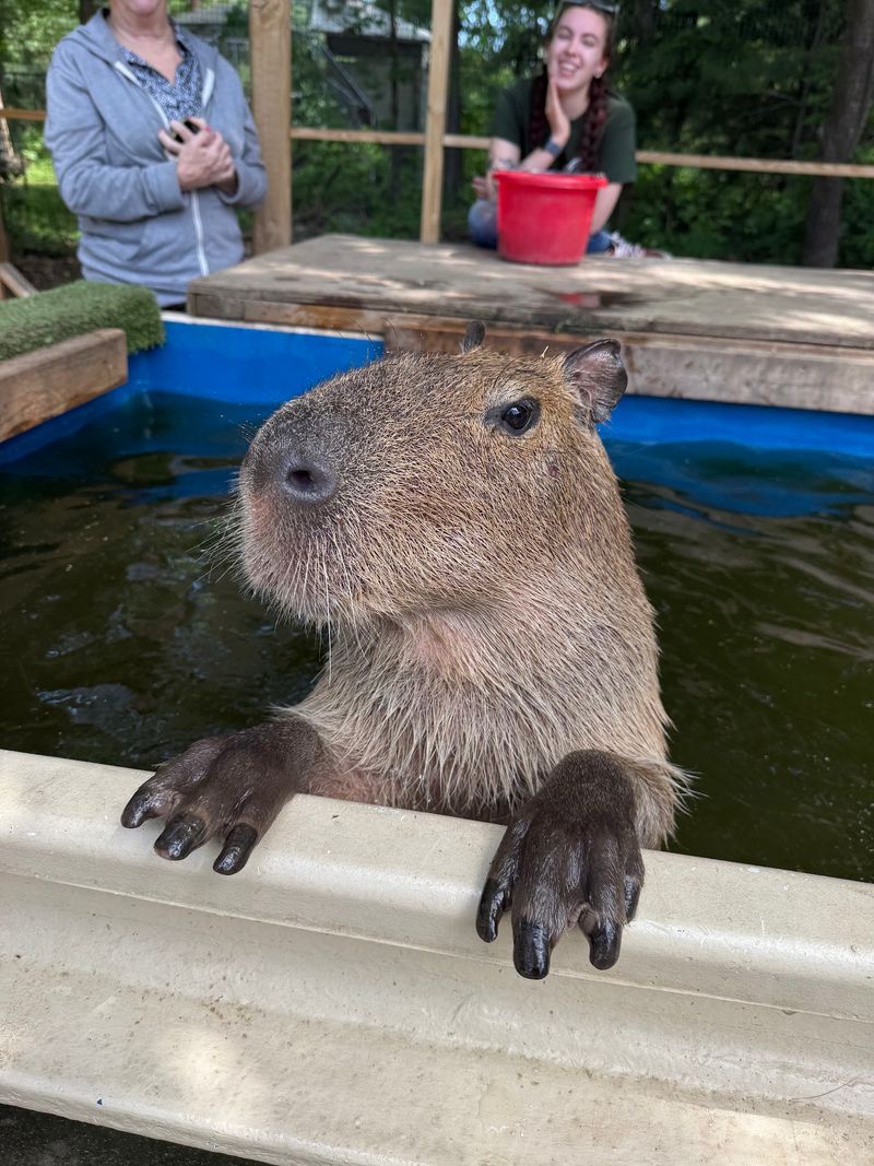 The Capybara Encounter at the Center of the Trip