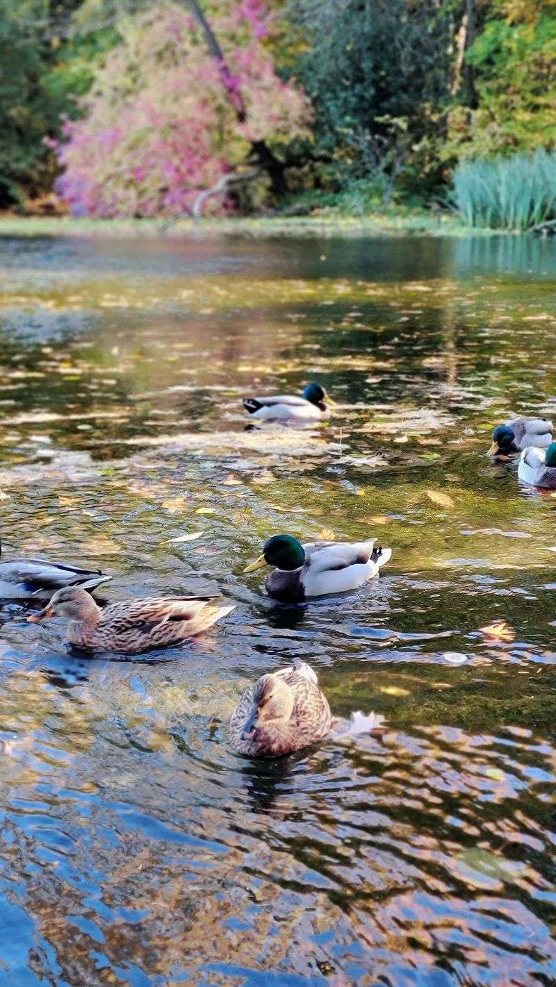 The Ducks Run the Show