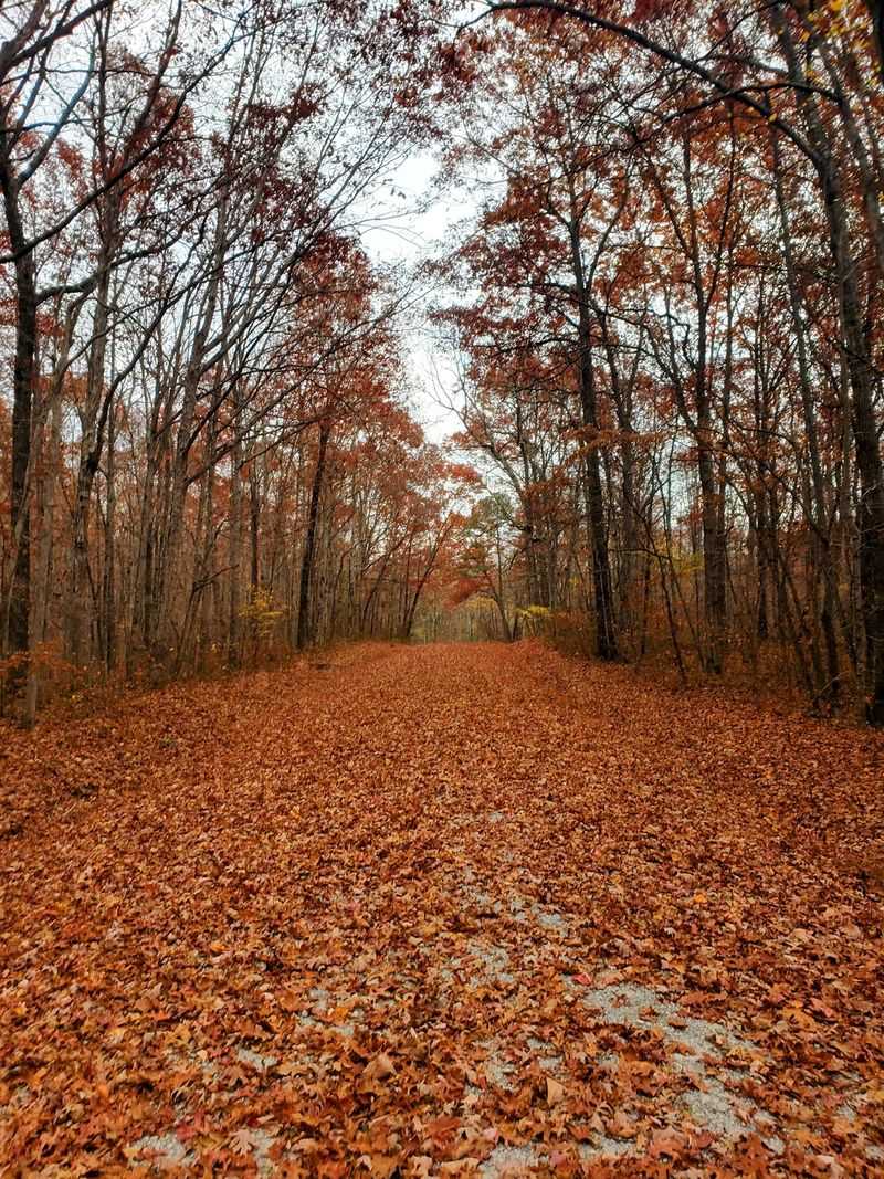 The Forest Is an Easy Nature Detour Between Chattanooga and Lynchburg The Forest Is an Easy Nature Detour Between Chattanooga and Lynchburg