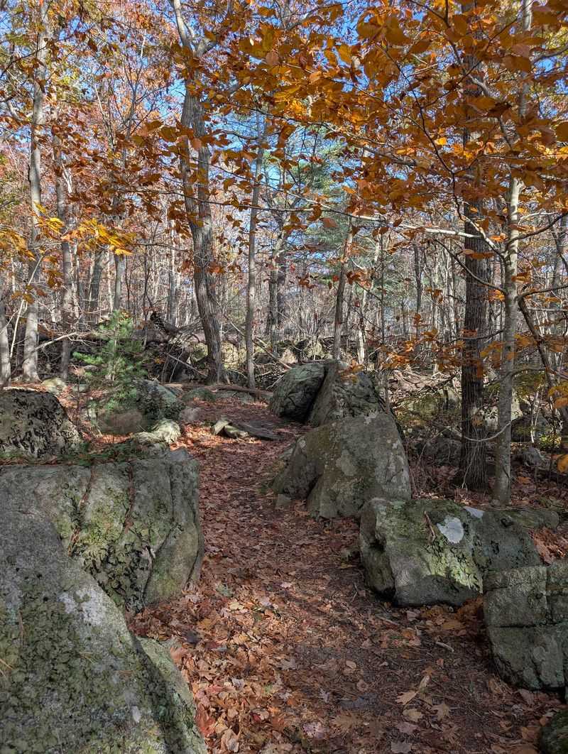 The Hermit Who Traded Town Life For Hemlocks The Hermit Who Traded Town Life For Hemlocks