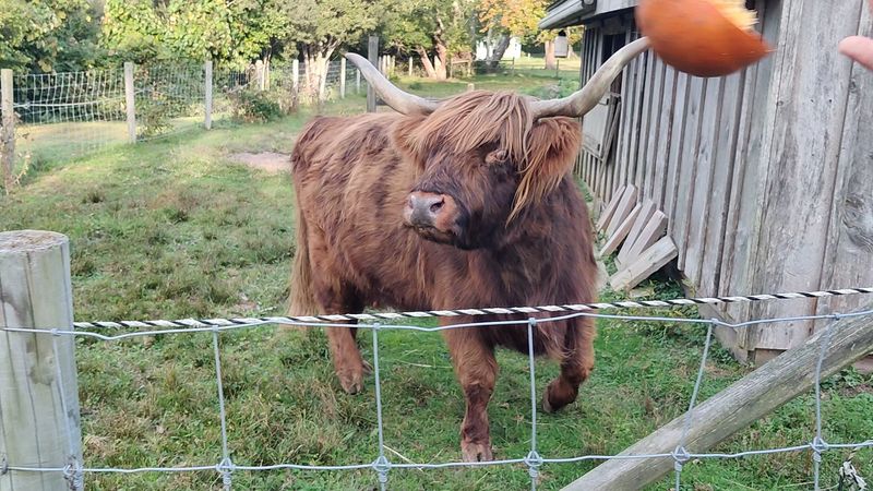 The Highland Cow Has the Best Hair on the Farm The Highland Cow Has the Best Hair on the Farm