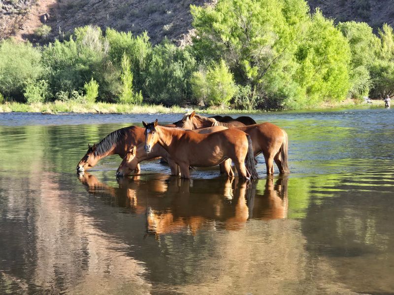 The Horses That Steal the Show The Horses That Steal the Show