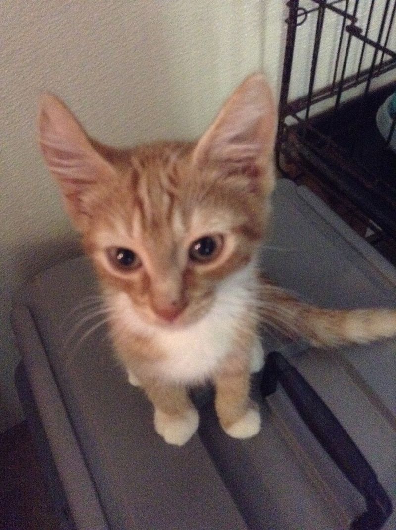 The Kitten House Draw