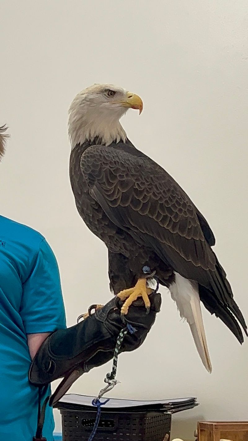The Live Eagle Program Worth the Extra Five Dollars The Live Eagle Program Worth the Extra Five Dollars