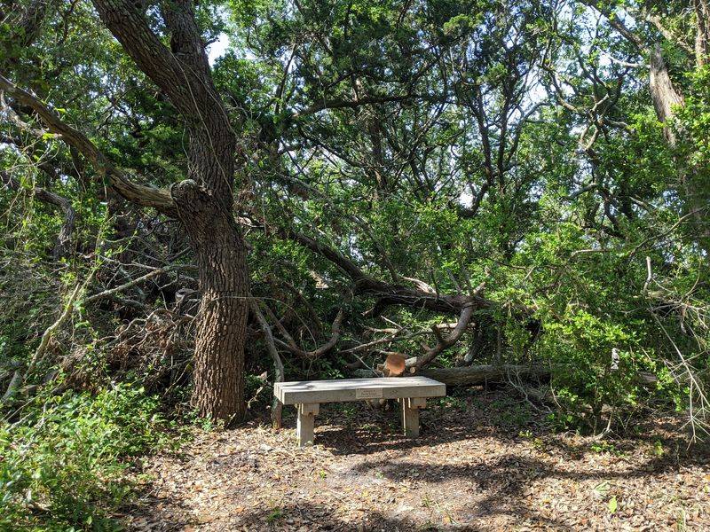 The Live Oak Forest Itself