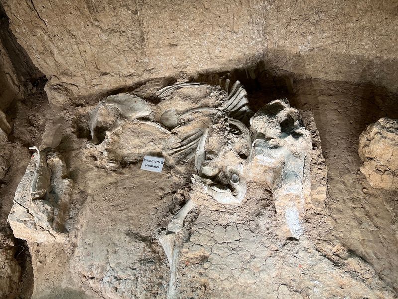 The Mystery of How They Died The Mystery of How They Died