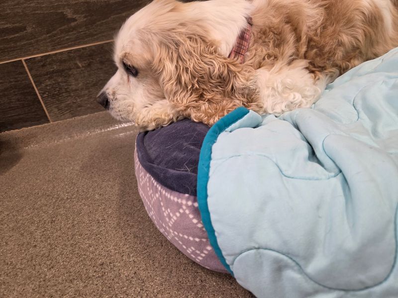The PAWvillions Were Designed With Aging Dogs In Mind The PAWvillions Were Designed With Aging Dogs In Mind