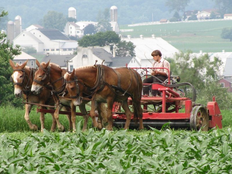 The Pace of a Plain Community