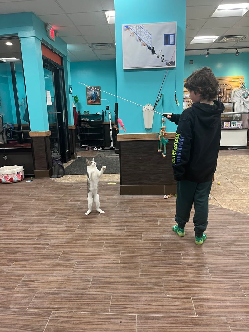 The Pawsitive Cat Cafe, Rochester, NY The Pawsitive Cat Cafe, Rochester, NY