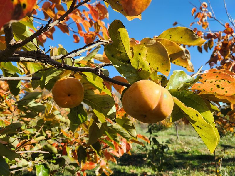 The Persimmon Payoff The Persimmon Payoff