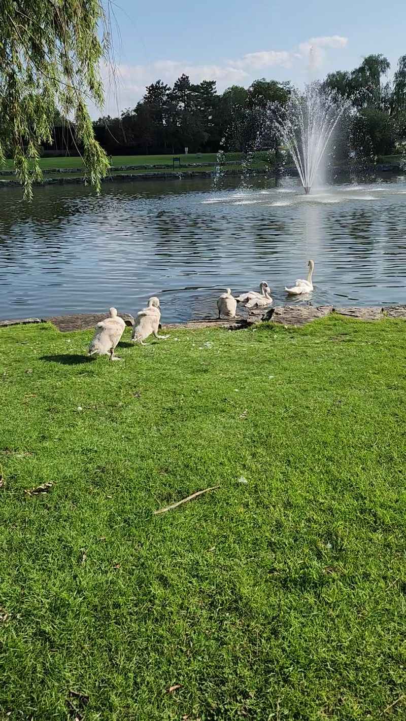 The Pond, Fountains, and Wildlife The Pond, Fountains, and Wildlife
