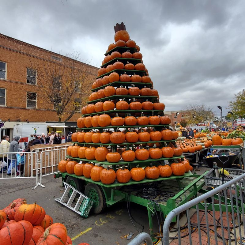 The Pumpkin Show Frenzy