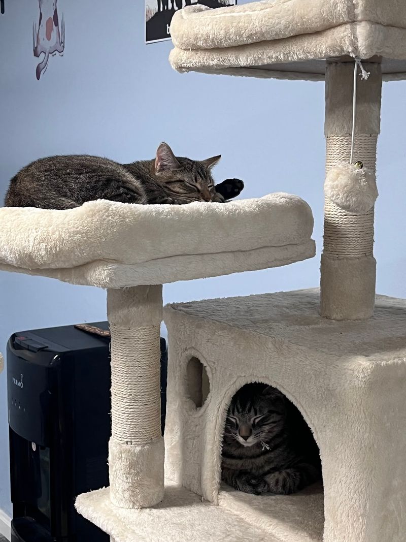 The Rescue Partnership Behind Every Cat The Rescue Partnership Behind Every Cat