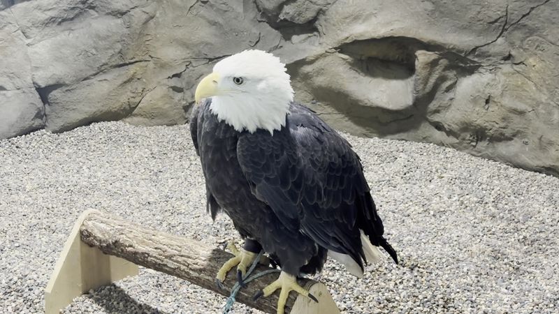 The Resident Eagle Ambassadors The Resident Eagle Ambassadors