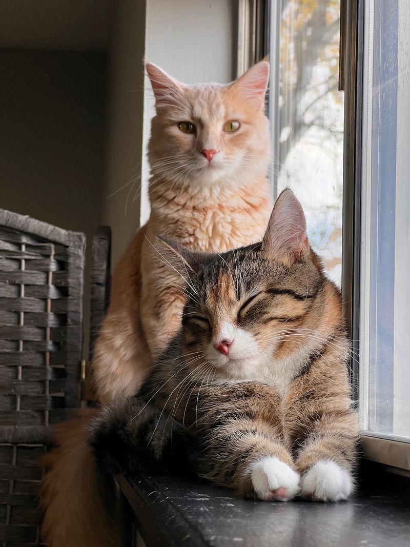 The Smitten Kitten NWA The Smitten Kitten NWA