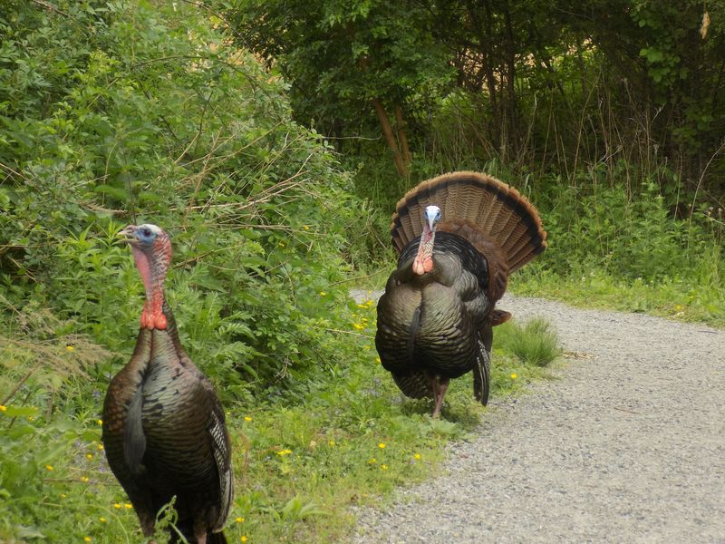 The Turkeys Have Their Own Walking Schedule