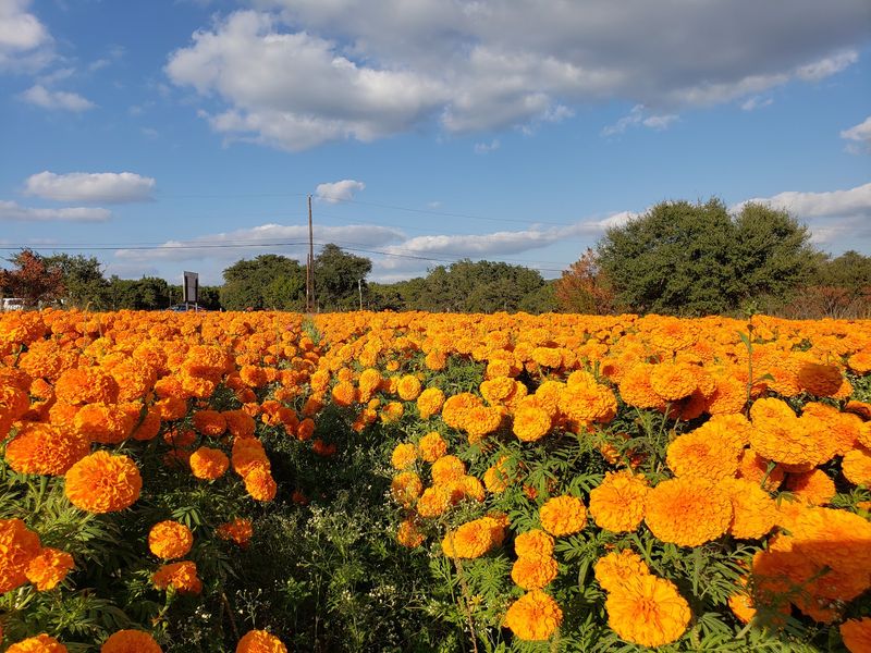 Those Orange Fields Look Like Someone Spilled A Sunset