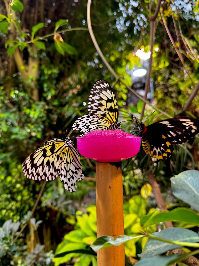 Thousands Of Wings Are Waiting Under One Glass Roof