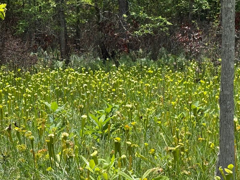 Thousands of Carnivorous Pitcher Plants Thousands of Carnivorous Pitcher Plants