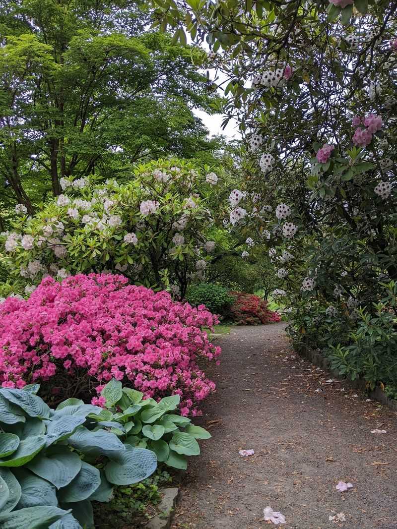 Thousands of Rhodys With Name Tags