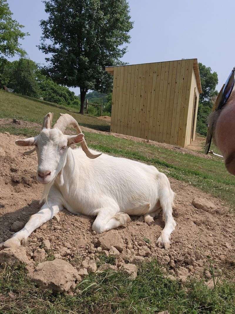 Three Goats Started A Movement You Can Now Visit