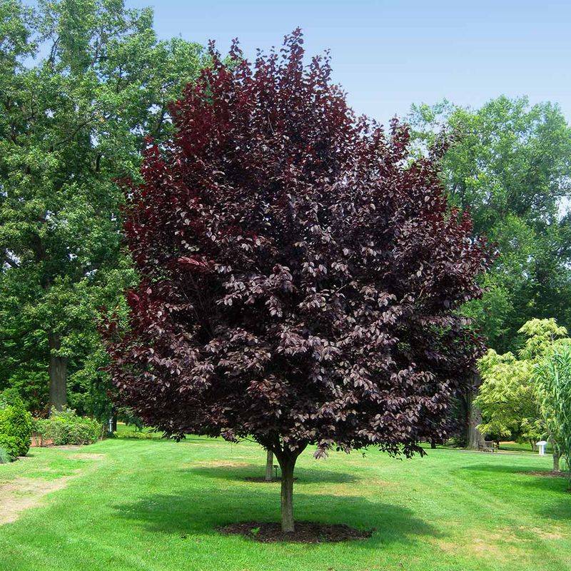 Thundercloud Flowering Plum: A Dark Canopy Above Pink Blossoms Thundercloud Flowering Plum: A Dark Canopy Above Pink Blossoms