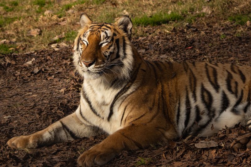 Tiger Creek Wildlife Refuge