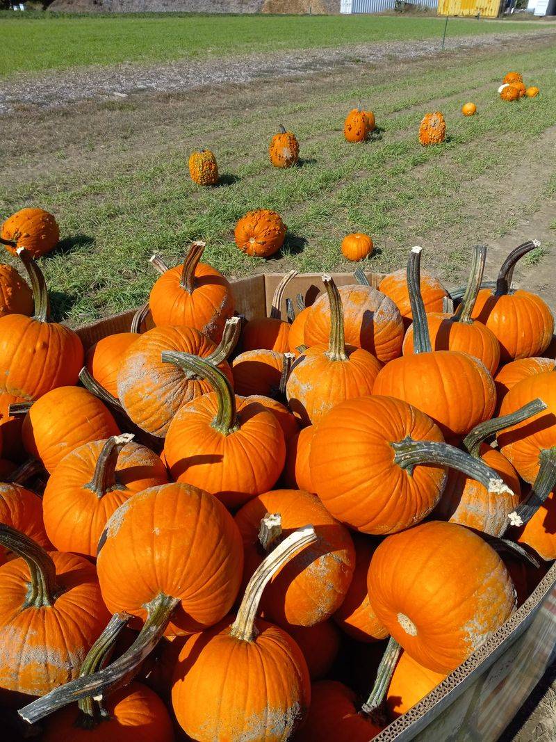 Tony Andrews Farm: Find Fall on the Cape