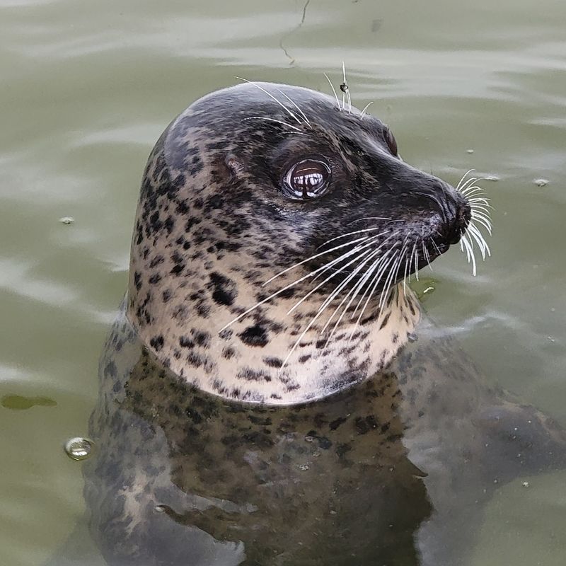 Touch Tanks and Seals at the Aquarium