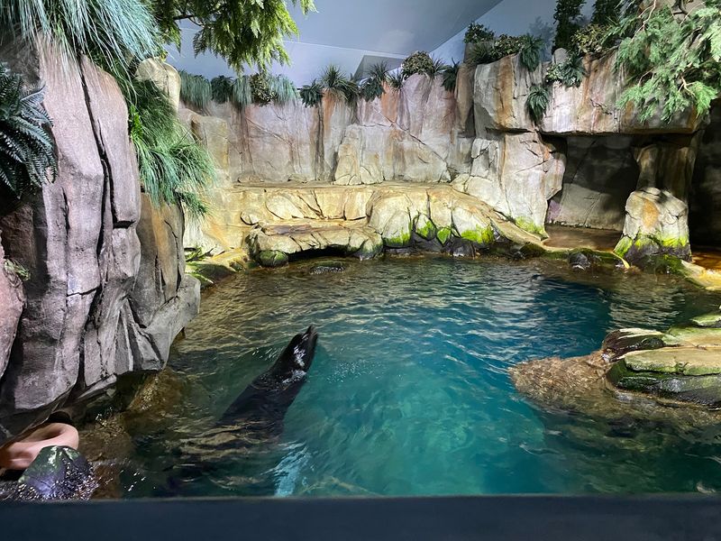 Touching Rays and Spotting Sea Lions