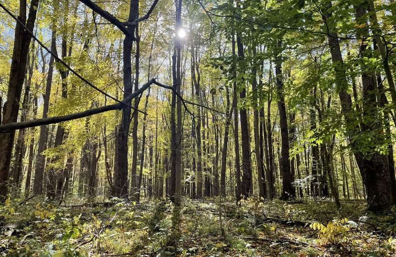 Trade Your Car Seat for a Woodland Walk