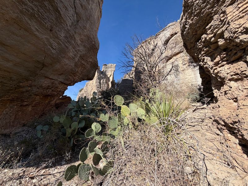 Trail Manners and Desert Wildlife