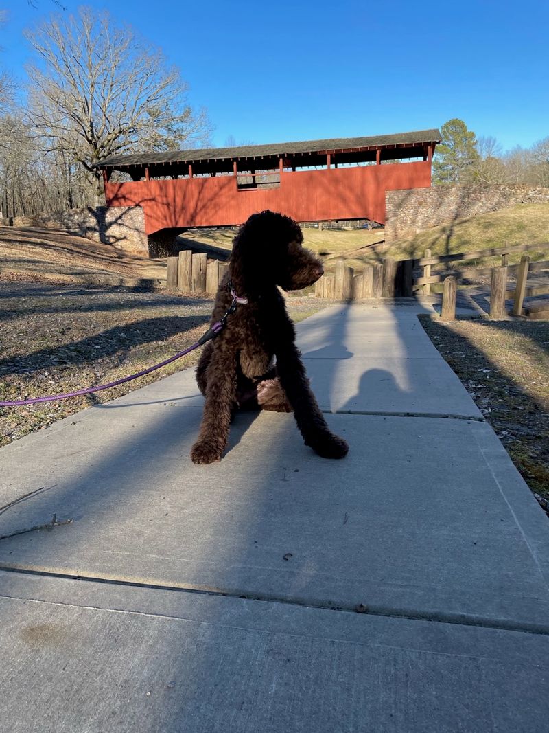 Trails for Walkers, Riders, and Dogs