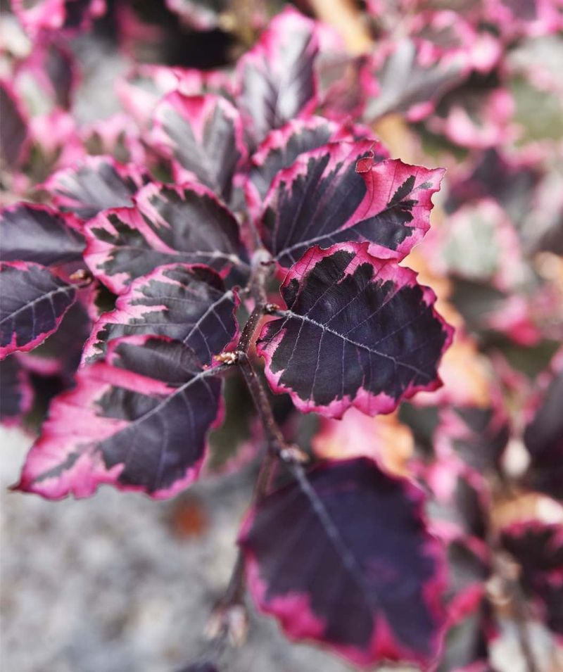 Tricolor Beech: Pink Edges That Look Hand-Painted Tricolor Beech: Pink Edges That Look Hand-Painted