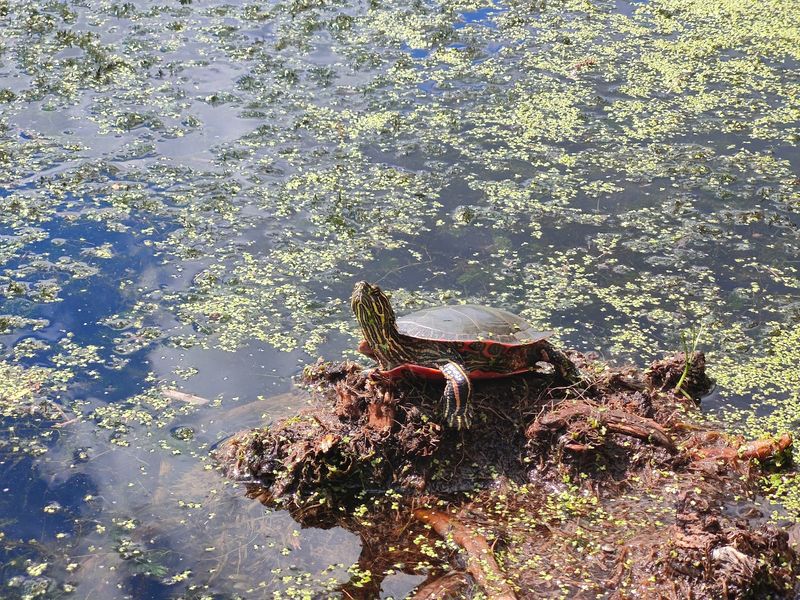 Turtle Watch on the Water