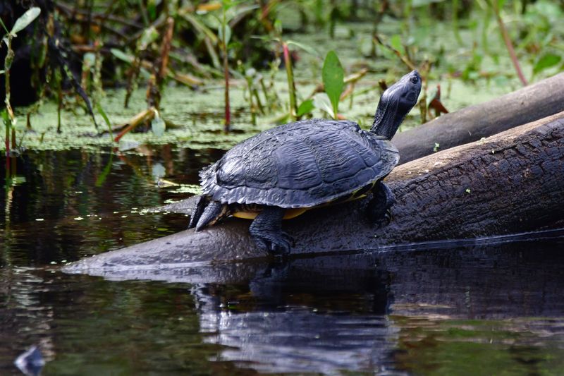 Turtles, Crabs, and River Otters Turtles, Crabs, and River Otters