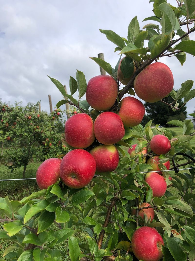 Twenty-One Varieties on the Calendar