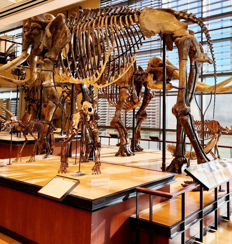 Two Full Mammoths Under One Roof