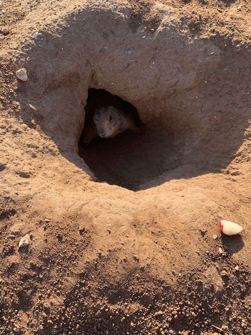 Underground, These Critters Built Something Seriously Clever Underground, These Critters Built Something Seriously Clever