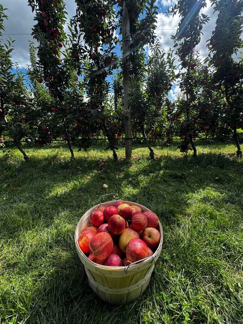 Ride Out to the Trees and Pick Your Own