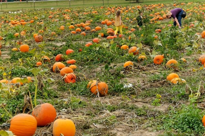 Pumpkins and Berries Keep the Picking Going