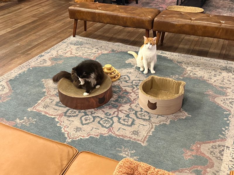 A Smart Setup for Allergies, Wheelchairs, and Cat Comfort