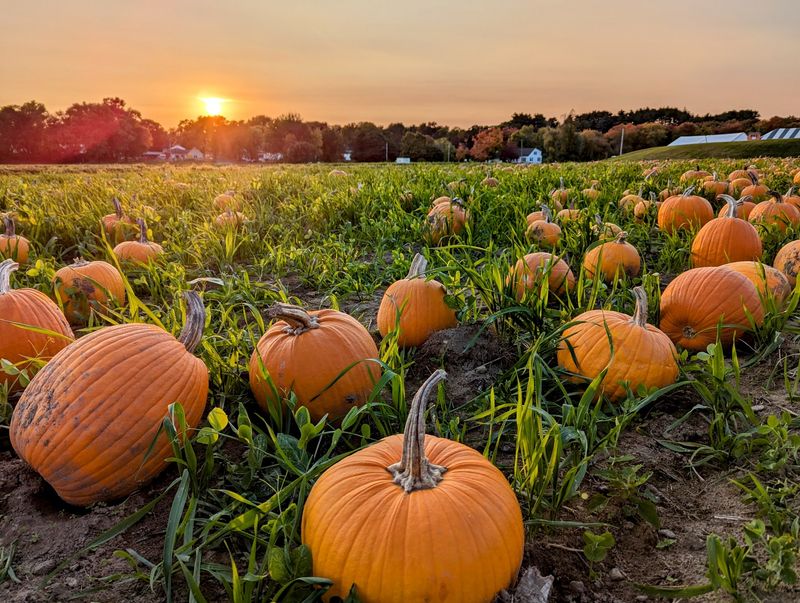 Verrill Farm: Turn Concord Shopping Into a Fall Stop