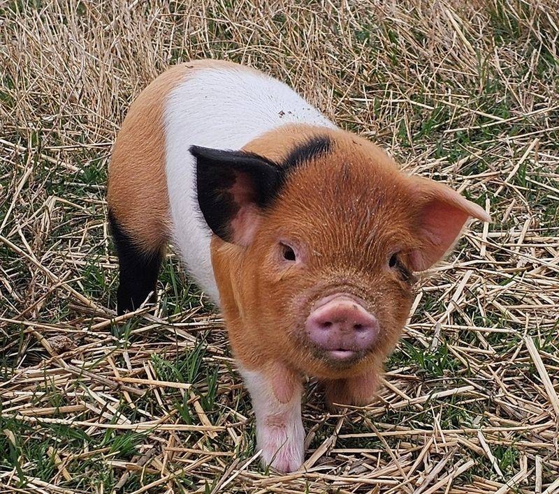 Visit the Farm and Meet the Animals