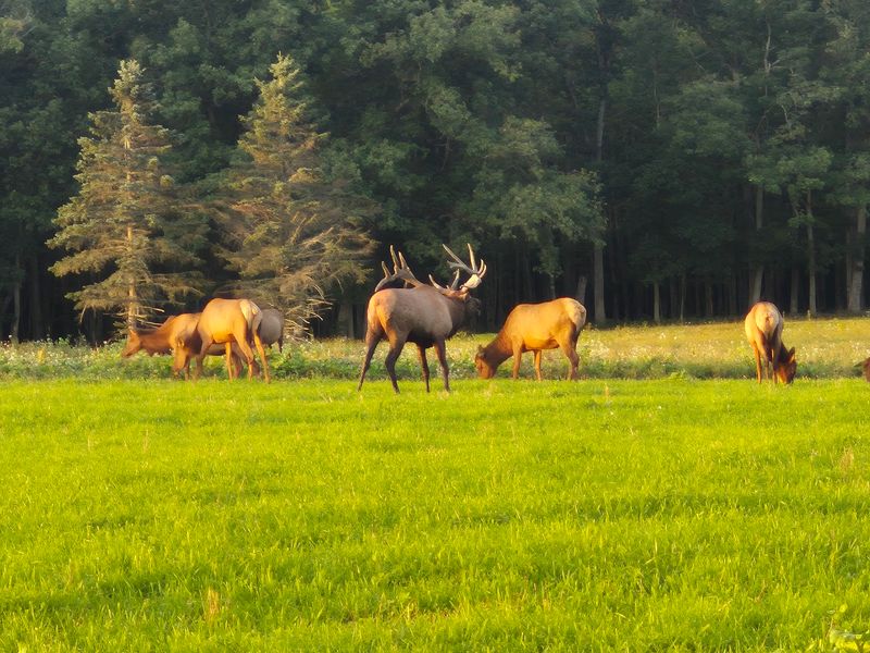 Wagon Rides Through the Herd
