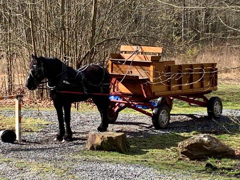 Wagon Rides and a Tunnel Surprise