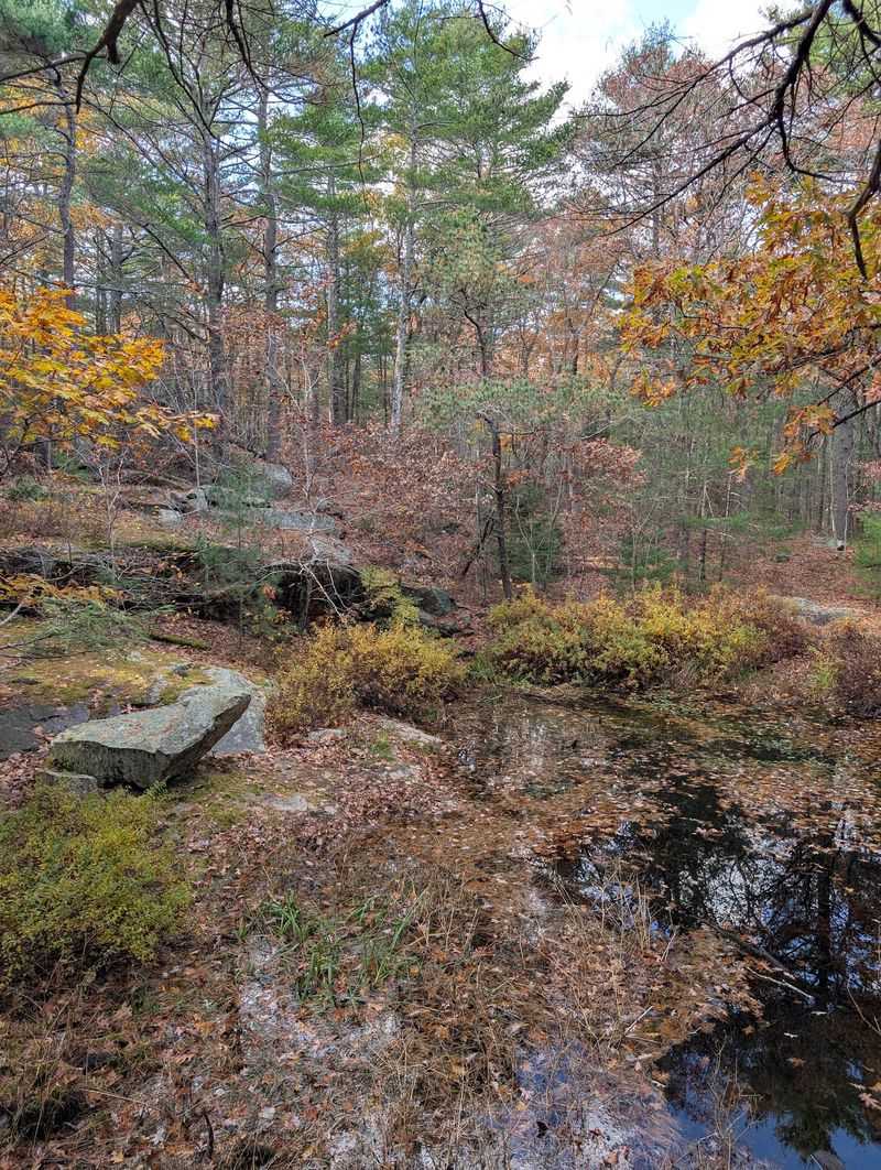 Walton's Wild Neighbors Still Roam These Woods Walton's Wild Neighbors Still Roam These Woods
