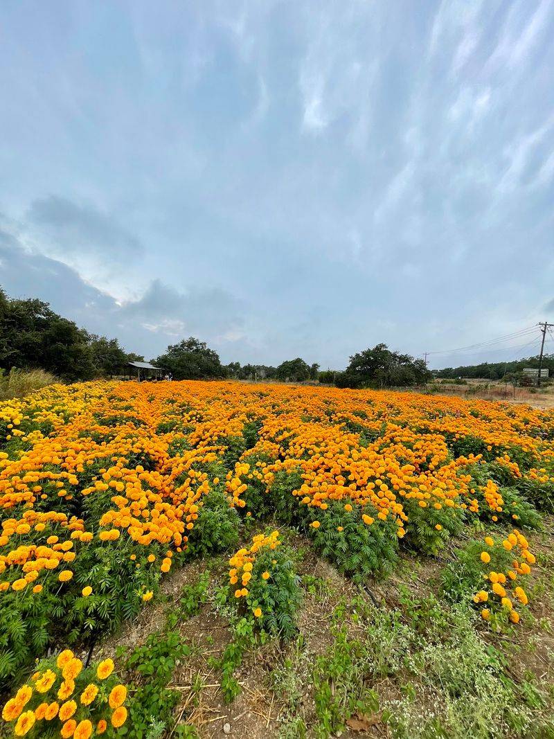 Wander The Rows Until Your Camera Roll Is Full