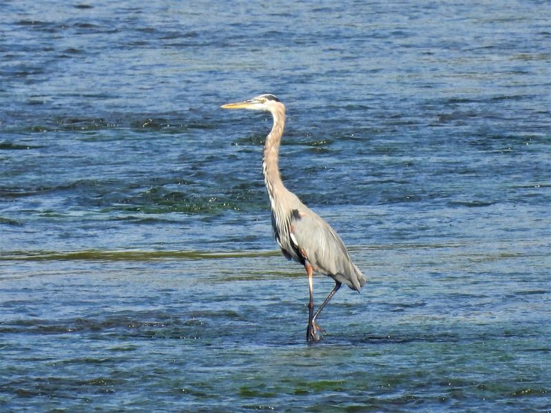 Watch Birds at Seven Islands State Birding Park - Kodak